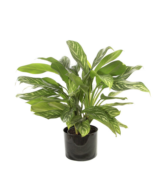 盆栽Agleonema孤立于白色图片下载