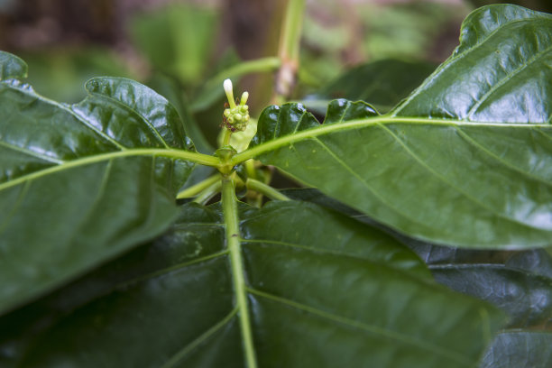 诺尼或莫林达 · 西特里福利亚图片下载