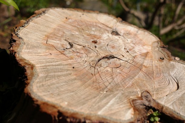 幸福树斯塔姆图片下载