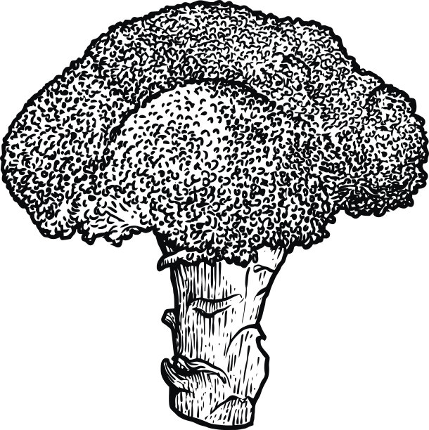 花椰菜插图，绘画，雕刻，线条艺术，蔬菜，矢量图片下载