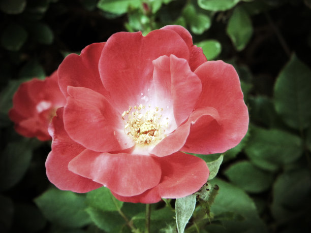 老式的玫瑰图片下载