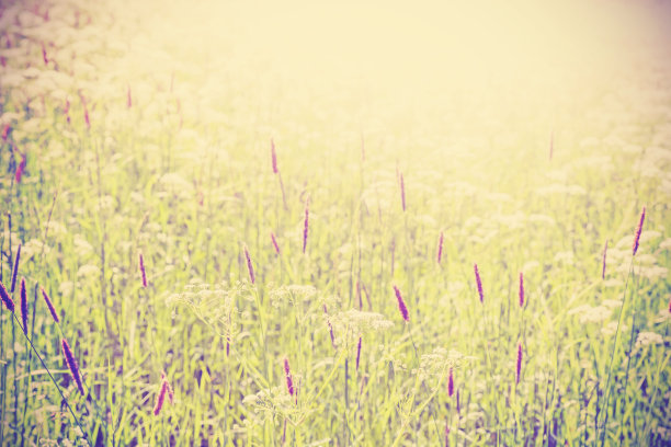 抽象模糊的自然背景。图片下载