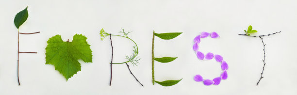 用树叶和树枝在白纸上做成的单词图片下载