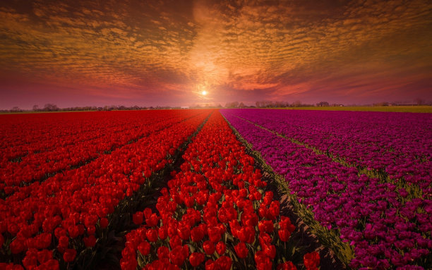 田野里的红玫瑰图片下载