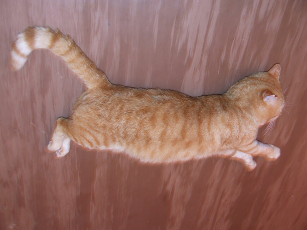 悬浮的猫图片下载