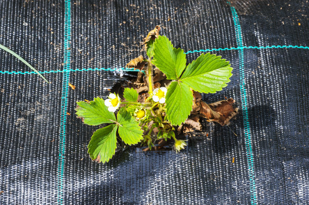 有开花和结果的灌木的黑色薄膜下的床图片下载