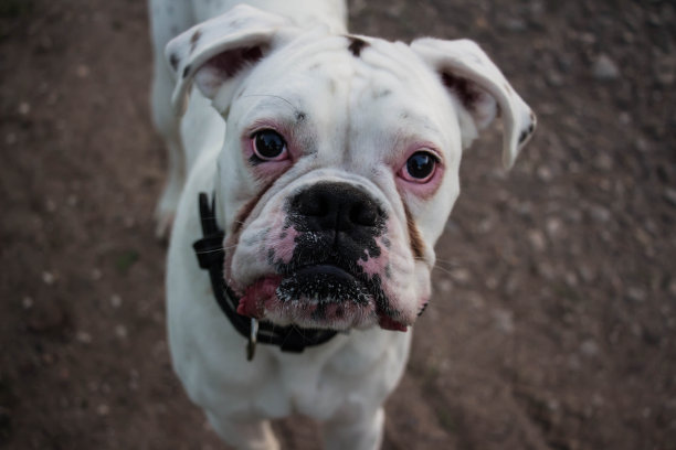 美丽的德国白种拳击手图片下载