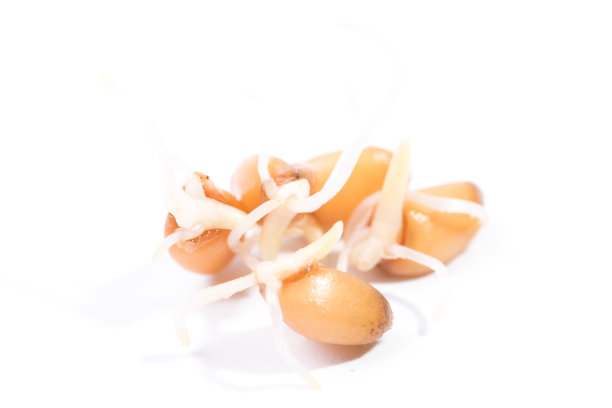 发芽小麦图片下载