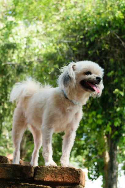 这只狗的微笑图片下载