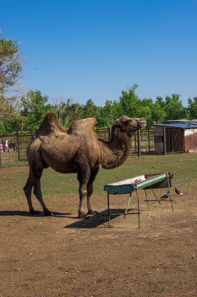 有骆驼的沙漠景观云彩图片下载