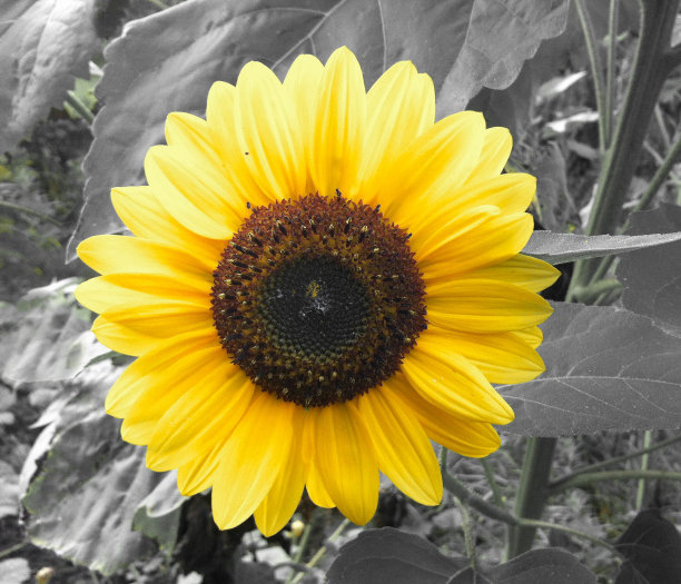 背景上的向日葵图片下载