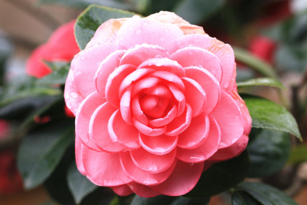 山茶花和雨点图片下载