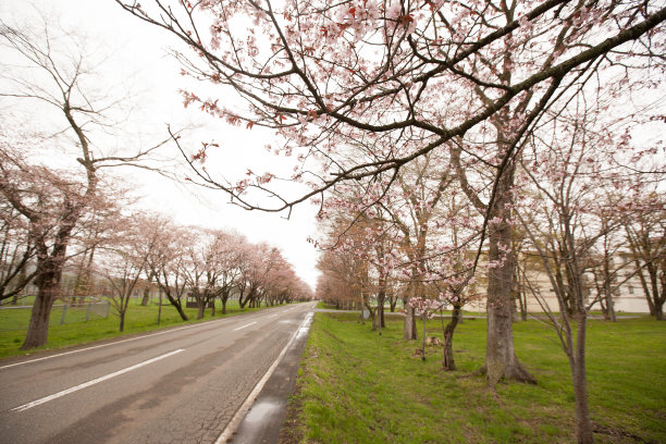 北海道的樱桃树图片下载