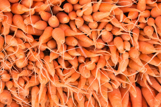 行胡萝卜图片下载