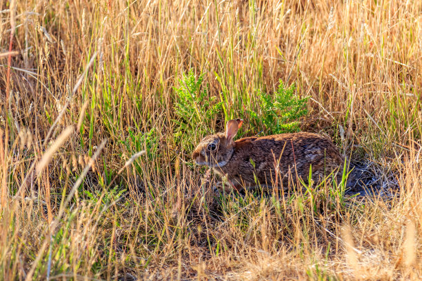草丛里藏着一只野兔图片下载
