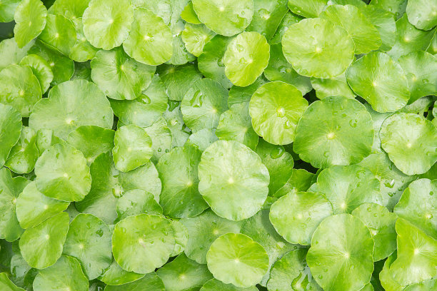 戈图科拉叶。素材图片