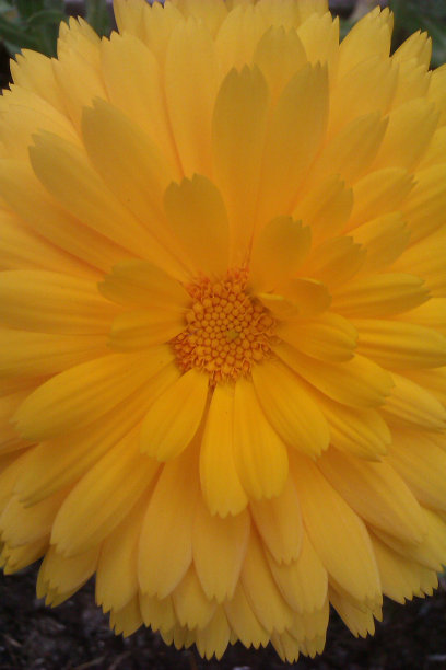 法国万寿菊花接近黄色图片下载