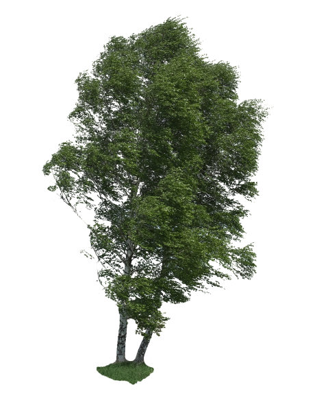 提取的树图片下载