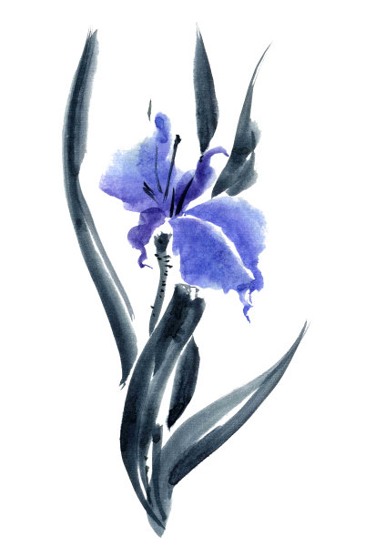 虹膜。鲜花说明. .图片下载