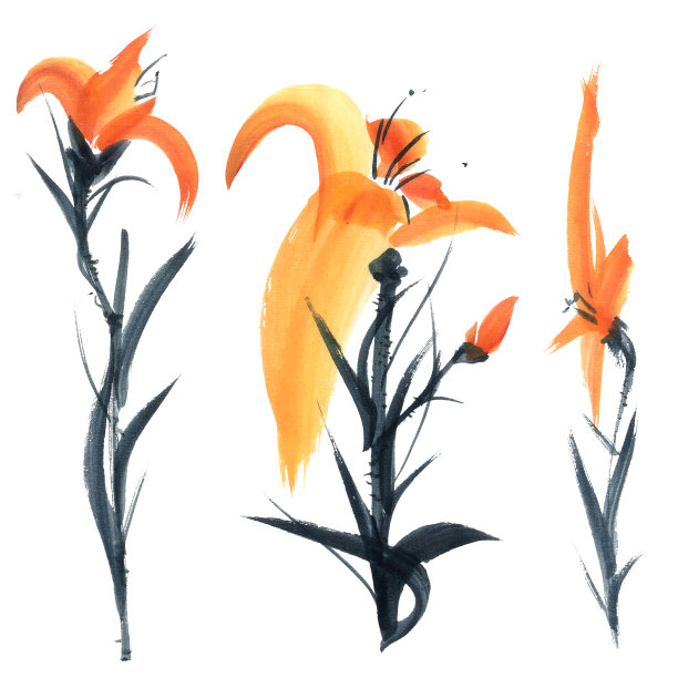 莉莉。鲜花说明. .图片下载