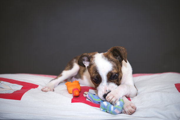 小狗摆姿势图片下载