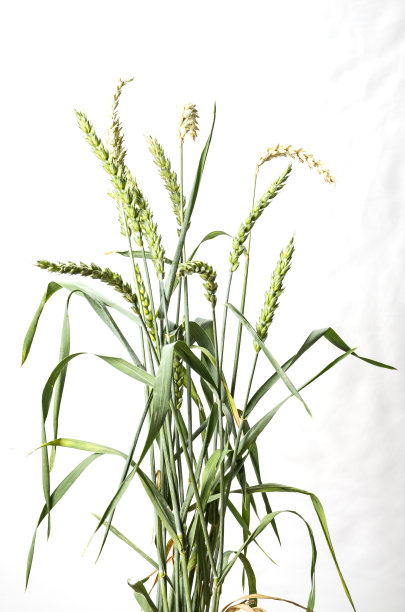 白色背景上的绿纹图片下载