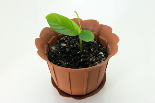 家里的花长在桶里图片下载