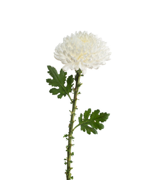 花朵粉红色的菊花图片下载