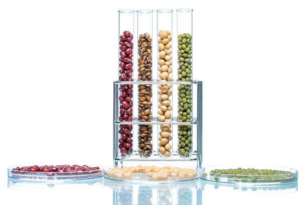 豆类与小麦转基因，植物细胞图片下载