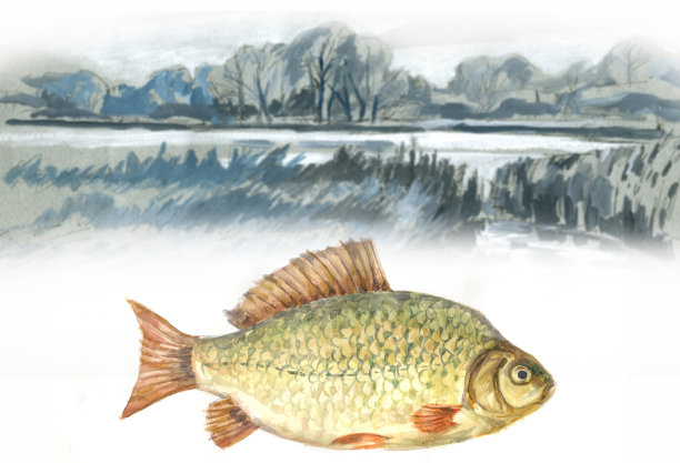 鲤鱼和湖泊水彩画图片下载