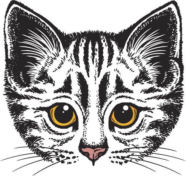 猫的肖像图片下载