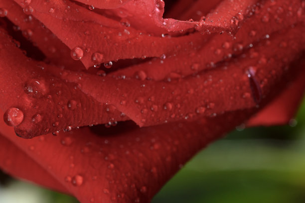 微距照片的深红色湿玫瑰与水珠图片下载