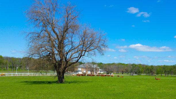 农场房子与奶牛在牧场-家畜形象图片下载