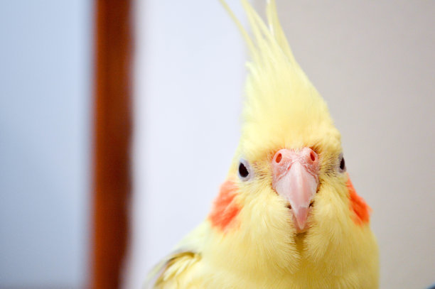 仙女的鹦鹉图片下载