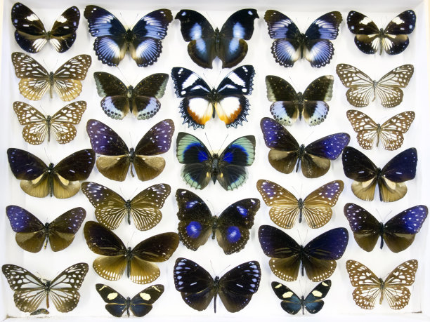 珍藏的珍奇蝴蝶图片下载