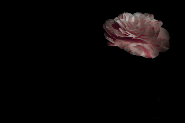 粉红色山茶花图片下载