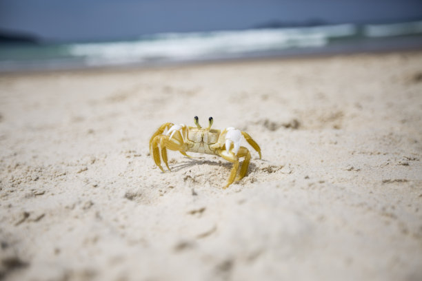 小螃蟹喜欢海滩图片下载