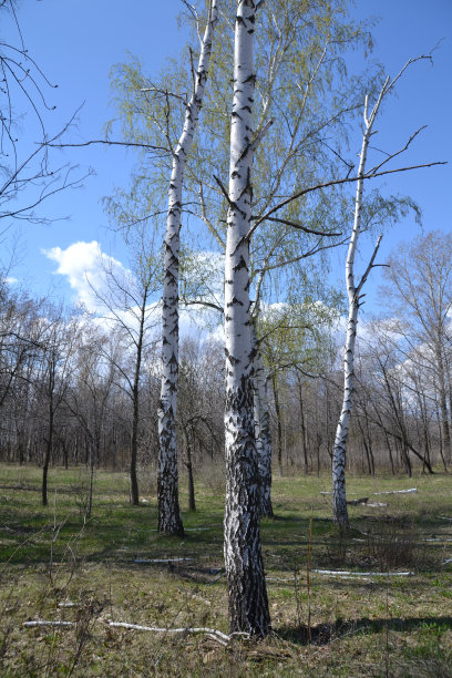 白桦木材图片下载