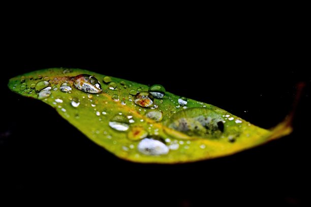 绿色的树叶图片下载