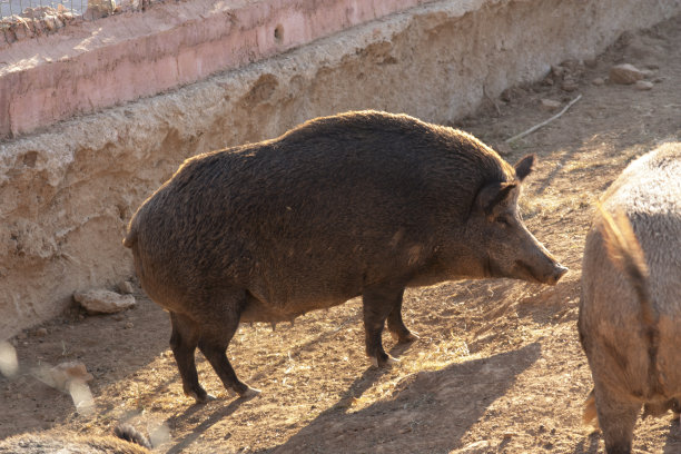 野猪或野猪的照片图片下载