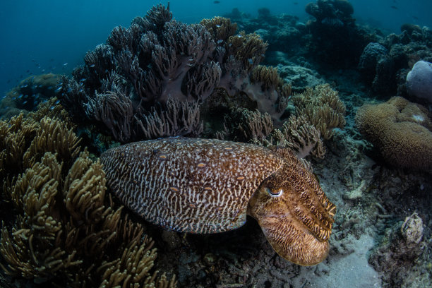 乌贼和珊瑚礁图片下载