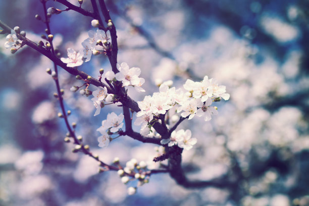 枝与白色的春天花图片下载