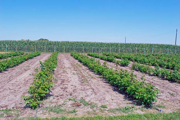 树莓苗种植整齐的行图片下载