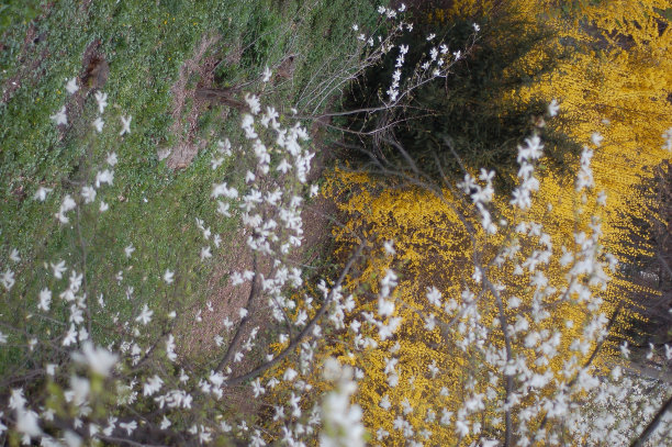 花在公园图片下载