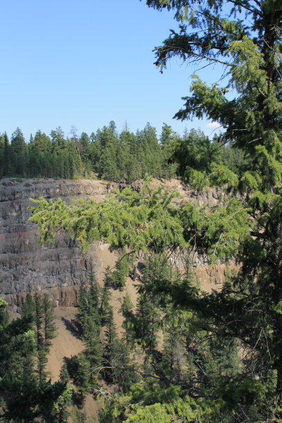 云杉枝风景图片下载