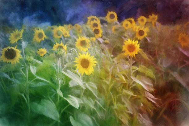 数字艺术彩绘彩虹构图，向日葵田向日葵图片下载