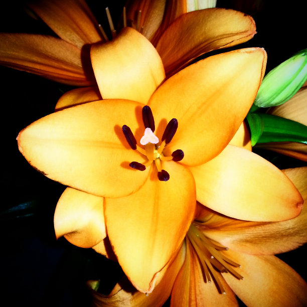 火百合。图片下载