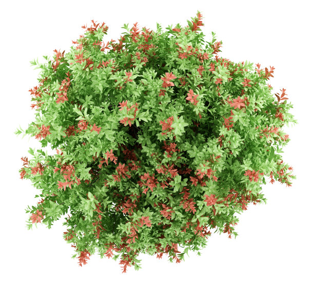 顶视图的pidgeon浆果灌木植物孤立在白色的背景。三维演示图片下载