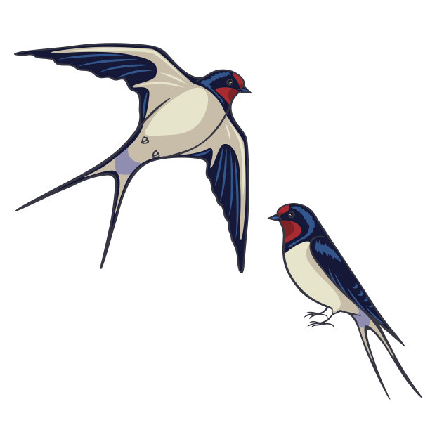 两个燕子图片下载