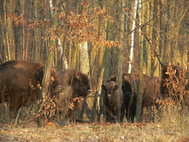 欧洲野牛图片下载